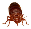 Haccp fai da te, Kit autocontrollo infestanti, Kit emergenza infestanti, Insetti delle derrate, Zanzare, Mosche, Vespe, Cimici del verde, Cimici dei letti, Topi, Talpe, Scarafaggi, Formiche, Piccioni, Cani e gatti, Disinfezione, Attrezzature erogazione, Utensili e attrezzature, Sicurezza sul lavoro, derattizzazione, disinfestazione, disinfezione, virus, batteri, muffe, scarafaggi, mosche, piccioni, colombi, formiche, zanzare, cimici dei letti, topi, ratti, vespe, trappole uv, lampade elettro insetticida, trappole per mosche, trappole per topi, esca topicida, veleno per topi, trappole per ratti, nutrie, plodia, ephestia, trogoderma, pesciolini d’argento, blattella germanica, punteruolo rosso, malattia delle palme, talpe, arvicole, mosca cavallina, allevamenti, pulci, pidocchi, tarli, rettili, vipere, bisce, lucertole, pipistrelli, insetti striscianti, insetti volatori, insetti volanti, feromoni, insetticidi, topicidi, rodenticidi, lampade uv, germicidi, disinfettanti, igienizzanti, muridi, cimex lectularius